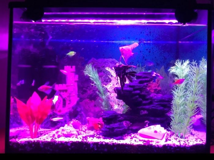 40cm Fish tank light multiple color