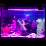 40cm Fish tank light multiple color Image 6