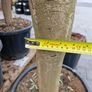olive tree Image 3