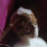 guinea pigs Image 6