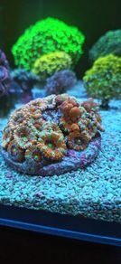 bounce Acan