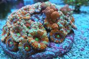 bounce Acan