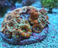 bounce Acan