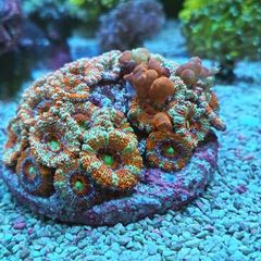 bounce Acan