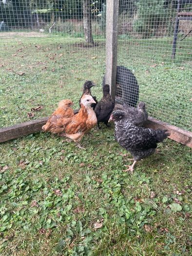 5 week old Chicks