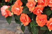 (I) Impatiens Athena F1 Orange Flash seeds (5s) (415427)