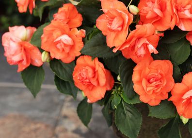 (I) Impatiens Athena F1 Orange Flash seeds (5s) (415427)