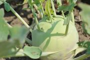 (K) Kohlrabi Wenner Witte seeds 2g (123520)