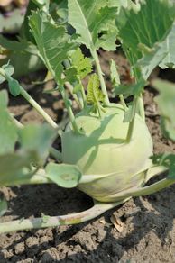 (K) Kohlrabi Wenner Witte seeds 2g (123520)