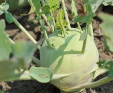 (K) Kohlrabi Wenner Witte seeds 2g (123520)