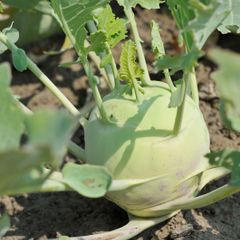 (K) Kohlrabi Wenner Witte seeds 2g (123520)