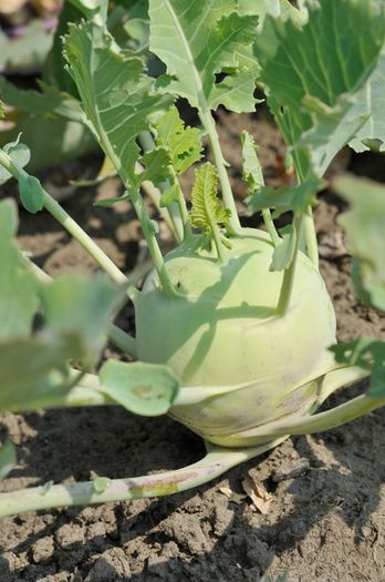 (K) Kohlrabi Wenner Witte seeds 2g (123520)