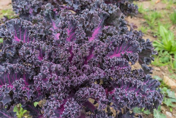 (K) Kale Scarlet seeds 1g (183598)