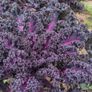 (K) Kale Scarlet seeds 1g (183598) Image 3