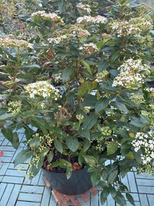 Viburnum
