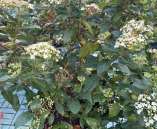 Viburnum