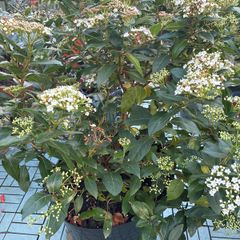 Viburnum