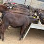 40 Aberdeen Angus Heifers Image 2