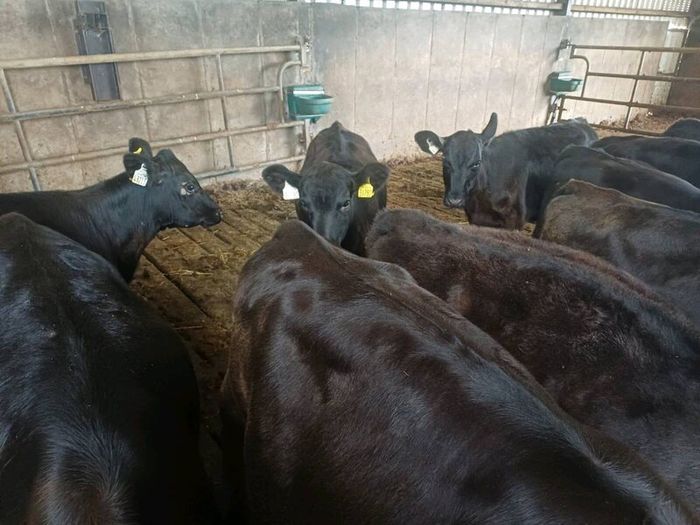 Angus weanlings