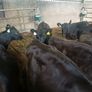 Angus weanlings Image 5