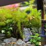 Fish Tank And stand with fish and plants Image 3
