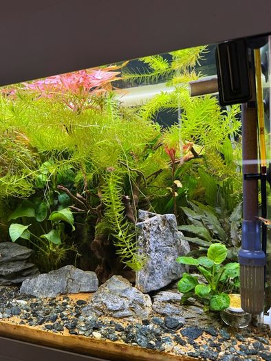 Fish Tank And stand with fish and plants