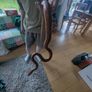 snake Image 2