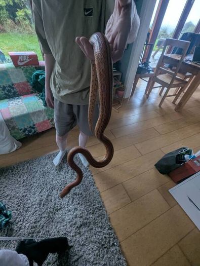 snake