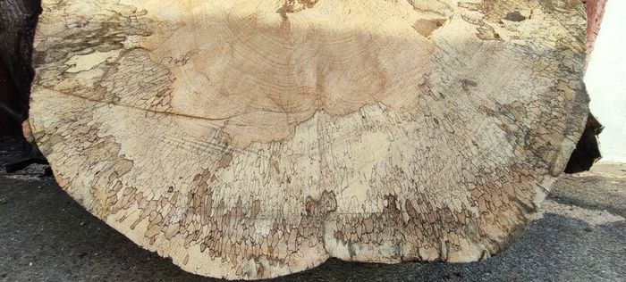 Premium Spalted Beech Wood Slabs 5 Years Air Dried