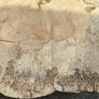 Premium Spalted Beech Wood Slabs 5 Years Air Dried Image 2