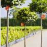 Bay Laurel standard job lot 140cm tall Image 2