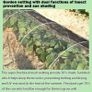 Thicker Black Garden Insect Mesh Netting 2 x 10m  Ultra Fine Garden Netting Mesh Veg Patch Cover for Brassicas, Cabbage & Vegetables, Grass Seed Cover, Helps Deter Butterflies Image 4