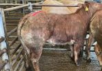 Breeding heifer