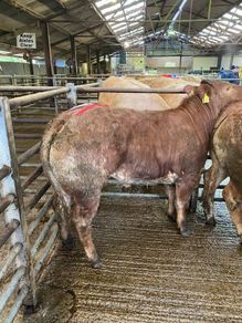 Breeding heifer