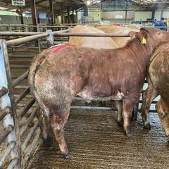 Breeding heifer
