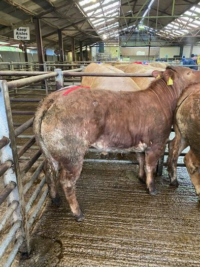 Breeding heifer