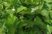 Physalis plant/ Chinese Lanter