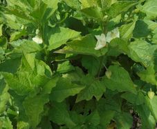 Physalis plant/ Chinese Lanter