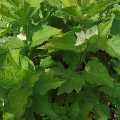 Physalis plant/ Chinese Lanter