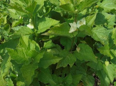 Physalis plant/ Chinese Lanter