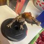 Schleich toys, for sale Image 6