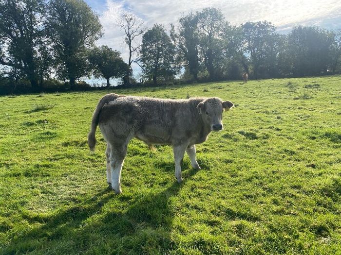 Organic weanlings Elphin Mart