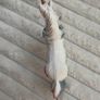 Schleich 70570 Sea Unicorn Mare Bayala action figure approx. cm. Used Please see photos Image 6