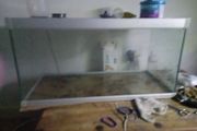 fish tank