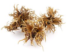 DIM Turkish hazel 3pcs