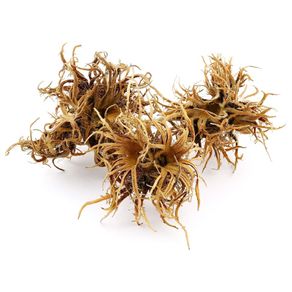 DIM Turkish hazel 3pcs