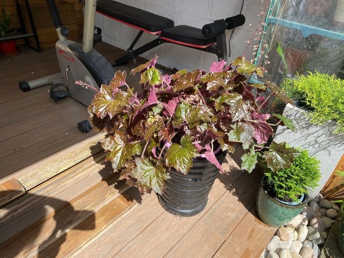 Heuchera plant