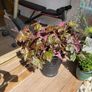 Heuchera plant Image 4