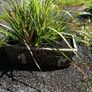 Terracotta planter with 3 spilanthes plants Image 3
