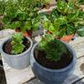 4 Begonias ceramic & terracotta pots Image 2